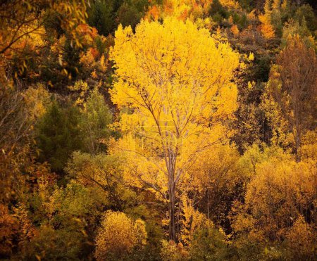 Foto de Árboles amarillos en otoño parque - Imagen libre de derechos