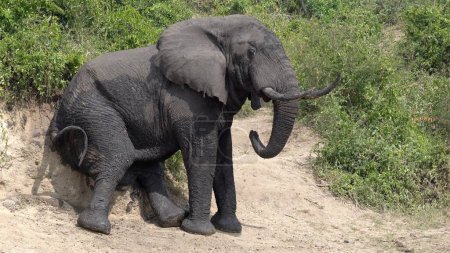 Foto de Elefante africano, Loxodonta africana - Imagen libre de derechos