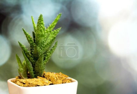 Foto de Planta suculenta primer plano, hojas frescas detalle de Aloe juvenna - Imagen libre de derechos