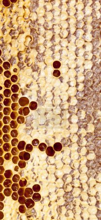 Téléchargez les photos : Miel de nid d'abeilles, gros plan - en image libre de droit