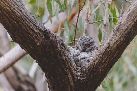 Photo for "Tawny Frogmouth sitting on a nest" - Royalty Free Image