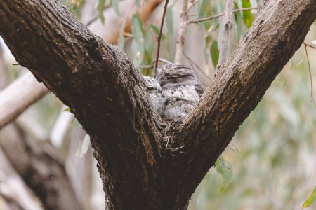 Photo for "Tawny Frogmouth sitting on a nest" - Royalty Free Image