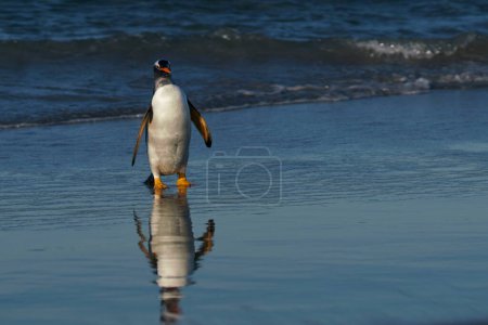 Téléchargez les photos : Pingouins Gentoo venant à terre - en image libre de droit