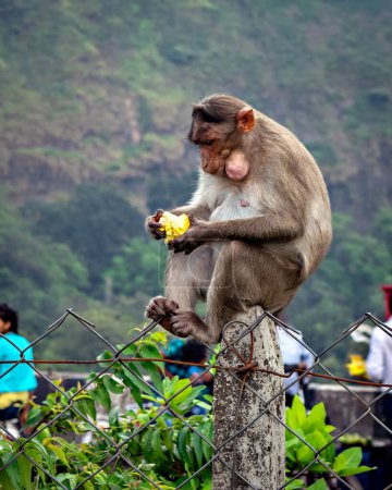 Photo for Monkey sitting on concrete pole eating a fruit given by passing tourists. - Royalty Free Image