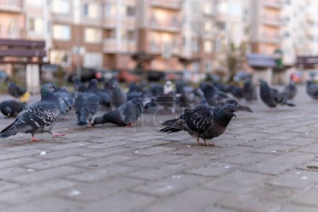Photo for Dove gray with gray vivid in a park of paving stones,. All around, a flock of birds - Royalty Free Image