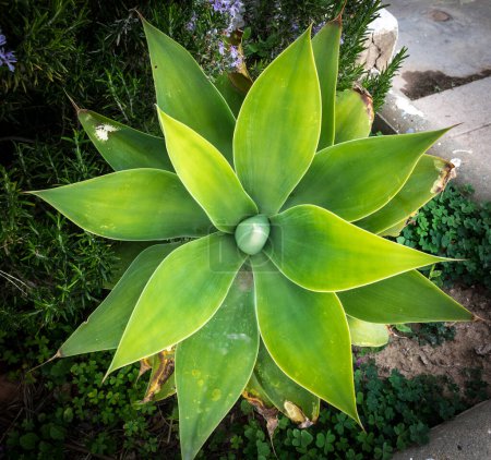 Foto de Agave attenuata planta naturaleza simetría macro planta - Imagen libre de derechos