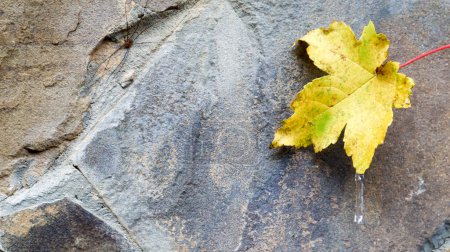Photo for Yellow frozen maple leaf lying on a stone. Autumn composition - yellow leaf of a tree close-up - Royalty Free Image