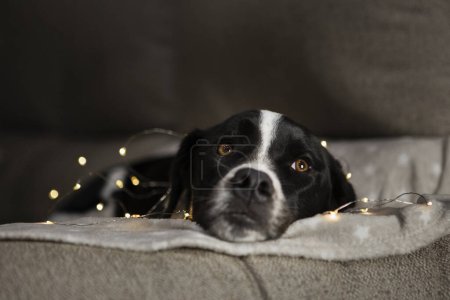 Téléchargez les photos : Portrait de chien domestique mignon à la maison - en image libre de droit