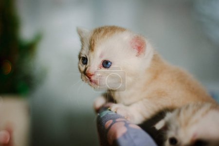 Photo for "Portrait of beautiful scottish straight gray kitten" - Royalty Free Image