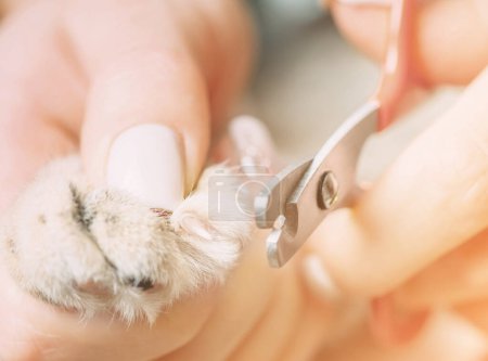 Foto de Uñas de corte veterinario de gato con cortaúñas. - Imagen libre de derechos