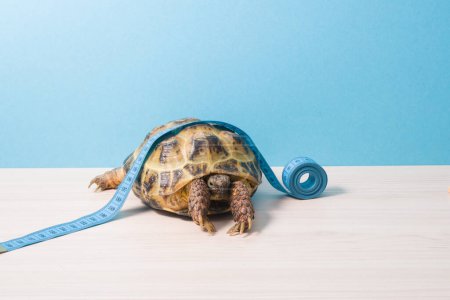 Photo for Cute turtle with tape measure. - Royalty Free Image