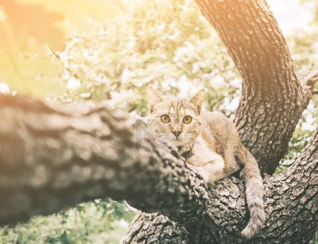 Téléchargez les photos : "Chat mignon couché sur l'arbre le jour ensoleillé de l'été
." - en image libre de droit