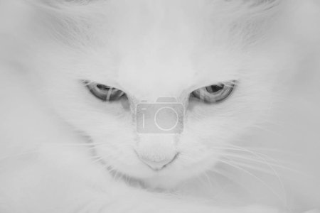Téléchargez les photos : Portrait monochrome de chat
. - en image libre de droit