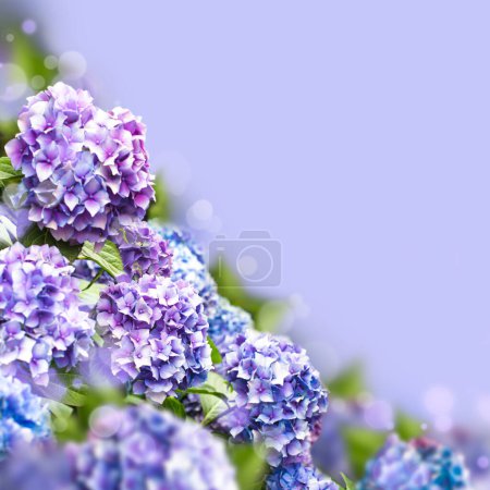 Photo for Hydrangea bush. Beautiful floral background - Royalty Free Image