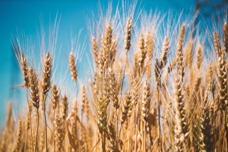 Photo for Wheat ears growing on the field - Royalty Free Image