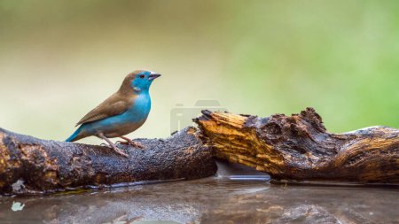 Photo for "Blue-breasted Cordonbleu in Mapungubwe National park, South Africa" - Royalty Free Image