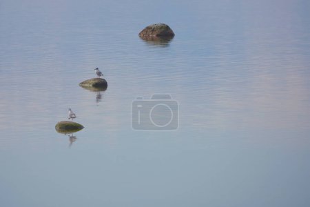 Foto de Dos gaviotas en el mar. tres piedras en el agua de mar. concepto de armonía simétrica - Imagen libre de derechos