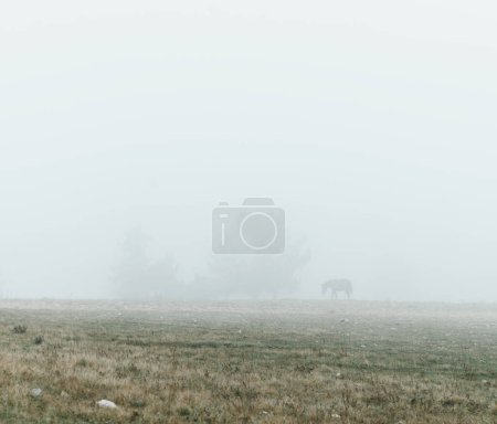 Photo for Horse walks in the fog. - Royalty Free Image