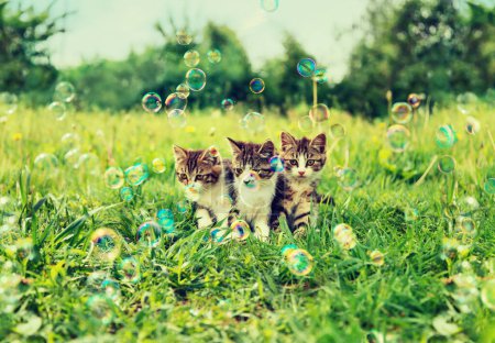 Téléchargez les photos : Les Trois chatons dehors - en image libre de droit