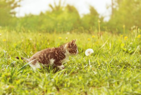 Téléchargez les photos : Curiosité chaton renifler un pissenlit - en image libre de droit