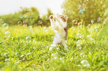 Photo for Kitten playing with soap bubbles a sunny day - Royalty Free Image