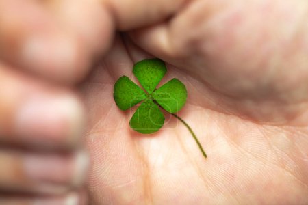 Photo for Isolated hand with green four leaf clover, sign of luck, sign of great fortune. closeup - Royalty Free Image