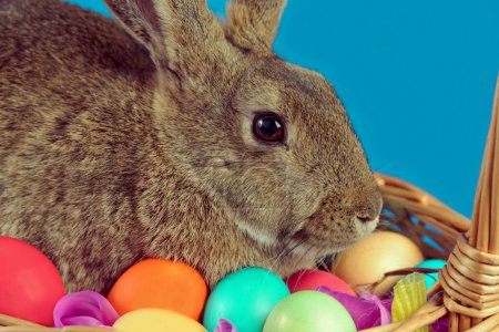 Téléchargez les photos : Mignon lapin dans un panier avec des œufs - en image libre de droit