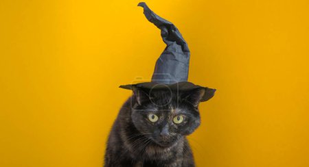 Photo for Cute multicolored cat in a witch hat on an orange background. Halloween holiday. - Royalty Free Image