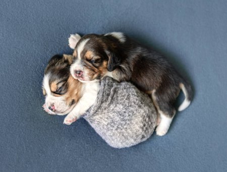 Téléchargez les photos : Deux chiots beagle mignons sur le tapis - en image libre de droit
