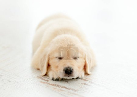 Foto de Retriever cachorro duerme tranquilamente - Imagen libre de derechos