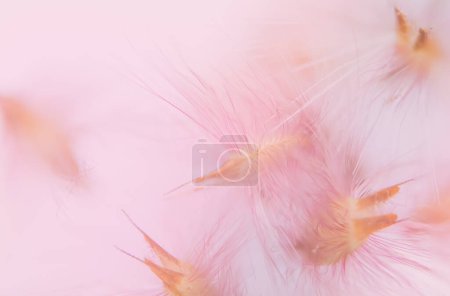Photo for Background macro wildflower. Beautiful floral background - Royalty Free Image