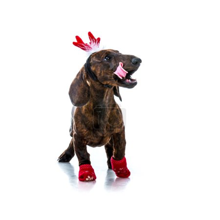 Photo for Dachshund in Santa costume isolated on white background - Royalty Free Image