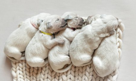 Photo for Newborn golden retriever puppies sleeping - Royalty Free Image