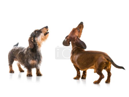 Photo for Two dachshund dogs isolated on white background - Royalty Free Image