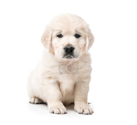 Photo for Golden retriever puppy sitting isolated - Royalty Free Image