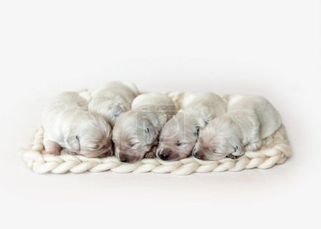 Photo for Closeup of cute fluffy newborn golden retriever puppies sleeping - Royalty Free Image
