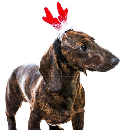 Photo for Dachshund in Santa costume - Royalty Free Image