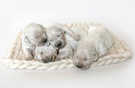 Photo for Closeup of cute fluffy newborn golden retriever puppies sleeping - Royalty Free Image