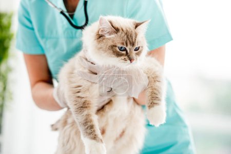Téléchargez les photos : Ragdoll chaton à la clinique vétérinaire - en image libre de droit