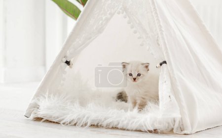 Foto de "Ragdoll gato gatito en estudio" - Imagen libre de derechos