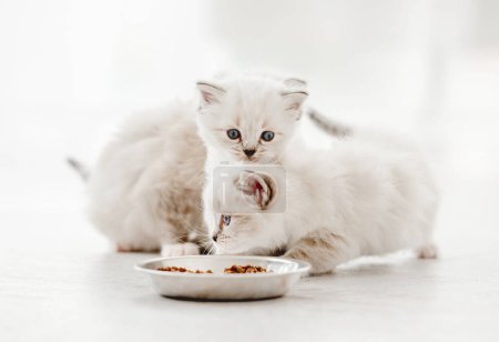 Téléchargez les photos : "Poupée poupée chatons en studio" - en image libre de droit