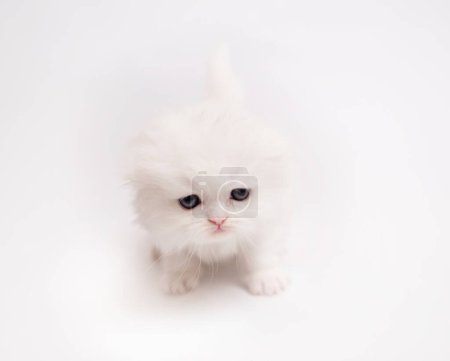 Photo for The Little Scottishkitten isolated - Royalty Free Image