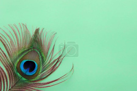 Téléchargez les photos : Détail de l'oeil de plume de paon sur fond vert. Texture abstraite de luxe pour papier peint Peafowl, couleur bleu-vert. Farouche indienne mâle plumage extravagant - queue tachetée de plumes secrètes - en image libre de droit