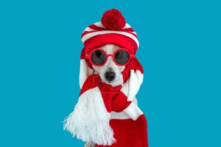 Photo for Close-up shot of Dog in a hat and a scarf - Royalty Free Image