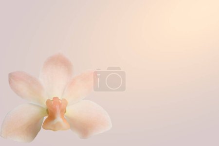 Foto de Flor de orquídea. Hermoso fondo floral - Imagen libre de derechos