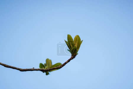 Photo for Soft shoots of green leaves - Royalty Free Image