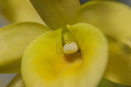 Foto de Orquídea amarilla macro de cerca - Imagen libre de derechos