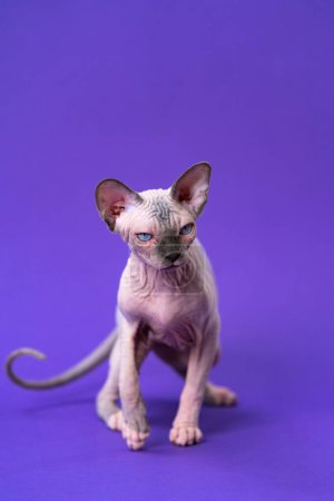 Photo for Portrait of Canadian Cat of color blue mink and white with blue eyes walking on purple background - Royalty Free Image