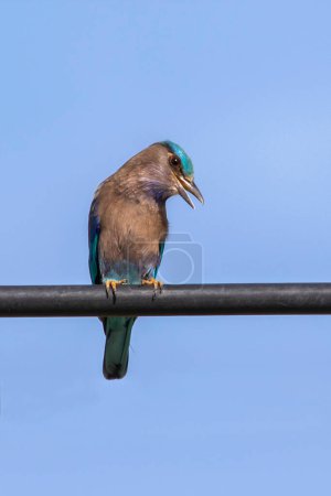 Photo for Image of indochinese roller bird(Coracias affinis) on nature background. - Royalty Free Image