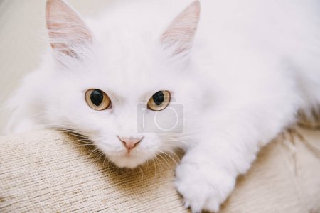 Foto de Lindo turco blanco gato - Imagen libre de derechos